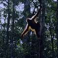 Orang Utan im Gest, Tanjung Puting (Borneo) [00203-K-38_Aus]