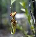 Kannenpflanze (Nepenthes gracilis) auf Borneo [00220-K-40]