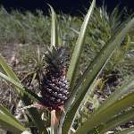 Ananaspflanze mit Frucht (Ananas comosus) [00222-K-47]