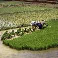 Einsammeln und Bndeln der Reissetzlinge zum Verpflanzen, Ynnan (China) [00226-S-12]