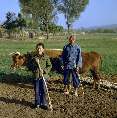 Bauern mit Ochsengespann und hlzerner Egge, Gansu (China) [00233-L-10]