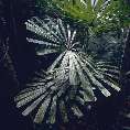 Palmenbltter im Unterholz des tropischen Regenwaldes (Sarawak/Malaysia) [00275-K-43]
