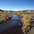 Ust-Anga-Fluss mit herbstlichen Weidenbumen (Khuray Nur/Sibirien) [01312-R-02]