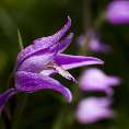 Rotes Waldv�gelein (Cephalanthera rubra) [29750-B-21]