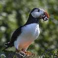 Papageitaucher (Fratercula arctica), Horny/Varanger [49558-G-32]